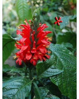 Justicia coccinea 'Cardinal's Guard'