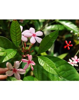 Kopsia fruticosa