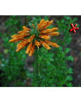 Leonotis leonurus 'Lion's Ear', 'Lion's Tail'
