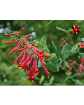 Lonicera sempervirens 'Coral Honeysuckle'