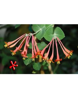 Lonicera sempervirens 'Coral Honeysuckle'