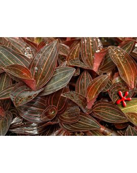 Ludisia discolor 
