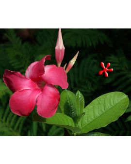 Mandevilla x amoena 'Alice du Pont'