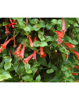 Manettia cordifolia 'Firecracker Vine'