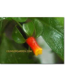 Manettia luteorubra 'Candy Corn'