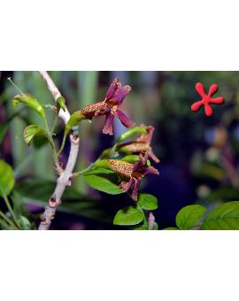 Markhamia zanzibarica 'Bell Bean Tree'