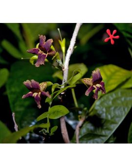 Markhamia zanzibarica 'Bell Bean Tree'