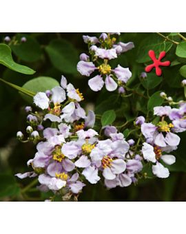 Mascagnia lilacina 'Blue Orchid Vine'