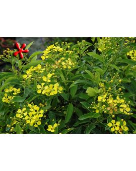 Mascagnia macroptera 'Yellow orchid vine'