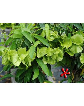 Mascagnia macroptera 'Yellow orchid vine'