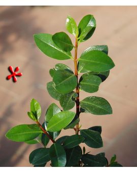 Metrosideros excelsa 'New Zealand Christmas Tree'