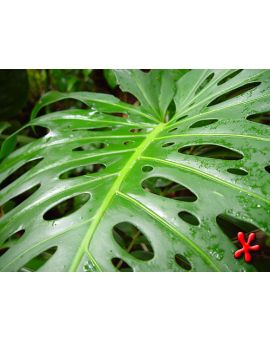 Monstera deliciosa 'Windowleaf'