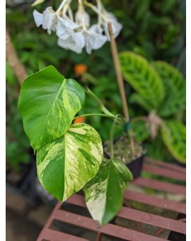Monstera Deliciosa Aurea Variegata
