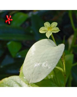 Mussaenda luteola 