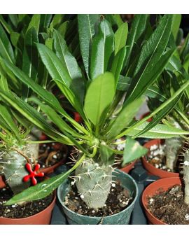Pachypodium lamerei