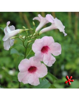 Pandorea jasminoides 'Pandora Vine'