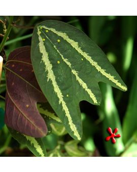 Passiflora boenderii