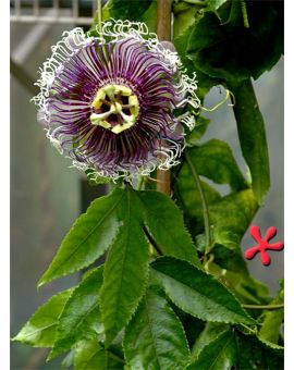 Passiflora 'Byron Beauty'