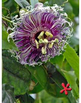 Passiflora 'Byron Beauty'