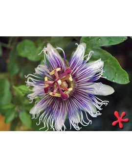 Passiflora 'Sapphire'