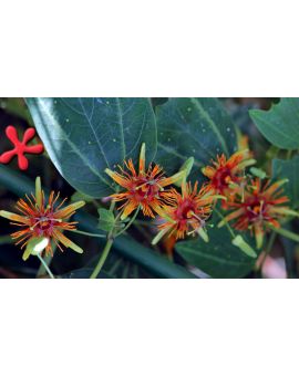 Passiflora 'Sunburst'