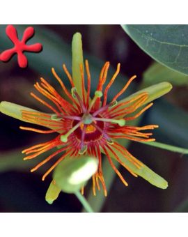 Passiflora 'Sunburst'