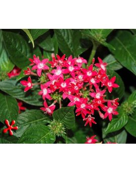 Pentas lanceolata 'Graffiti Bright Red'