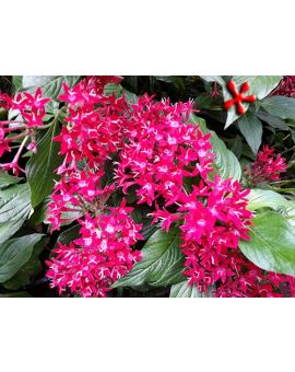 Pentas lanceolata 'Graffiti Deep Red'