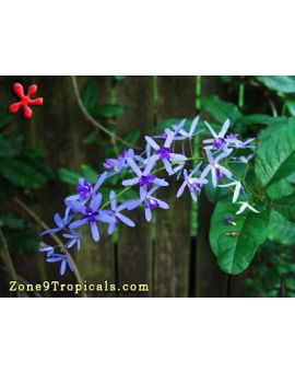 Petrea volubilis 'Queen's Wreath'