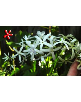Petrea volubilis alba 'White Queen's Wreath'