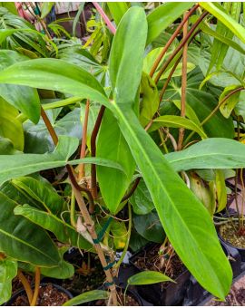 Philodendron 69686