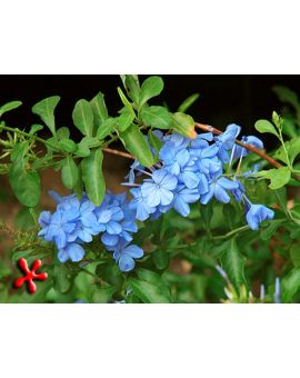Plumbago auriculata
