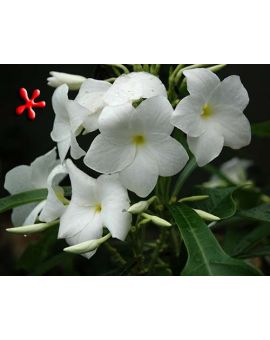 Plumeria pudica