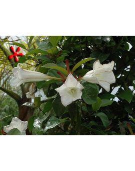 Portlandia grandiflora