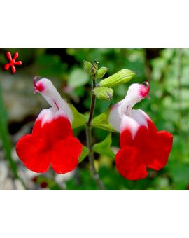 Salvia microphyla 'Hot Lips'