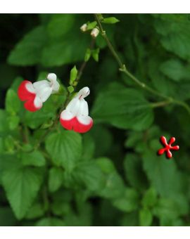 Salvia microphyla 'Hot Lips'