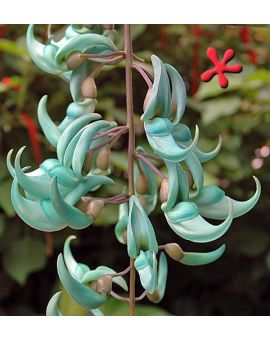 Strongylodon macrobotrys