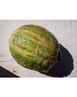 Citrus limon 'Eureka Variegated'
