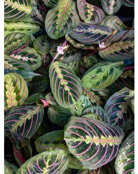 Maranta leuconeura var. erythroneura