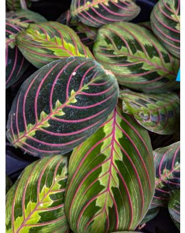 Maranta leuconeura var. erythroneura