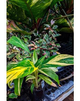 Alpinia zerumbet variegated Shell Ginger