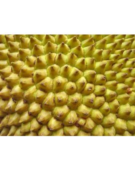 Artocarpus heterophyllus 'Jackfruit'