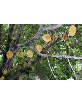 Artocarpus heterophyllus 'Jackfruit'