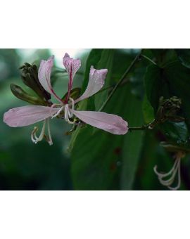 Bauhinia purpurea 'Purple Orchid Tree'