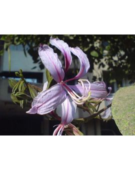 Bauhinia purpurea 'Purple Orchid Tree'