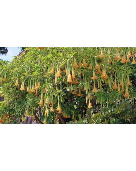 Brugmansia 'Charles Grimaldi'