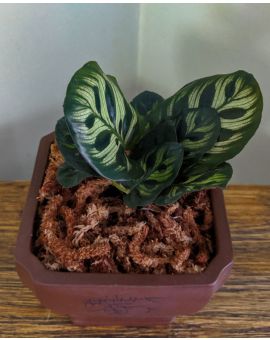 Goeppertia Calathea medallion