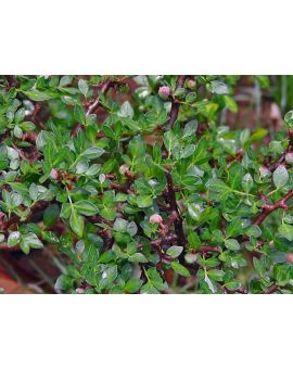 Bursera fagaroides 'Elephant Tree'