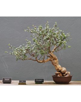 Bursera fagaroides 'Elephant Tree'