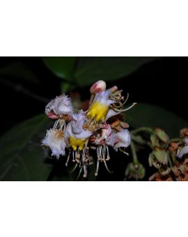 Hiptage benghalensis 'Helicopter Flower'